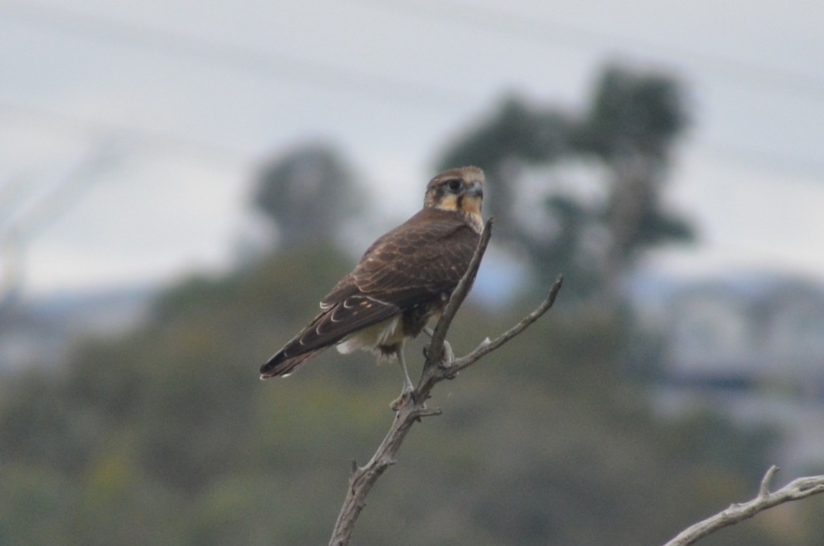 Brown Falcon - ML632889461
