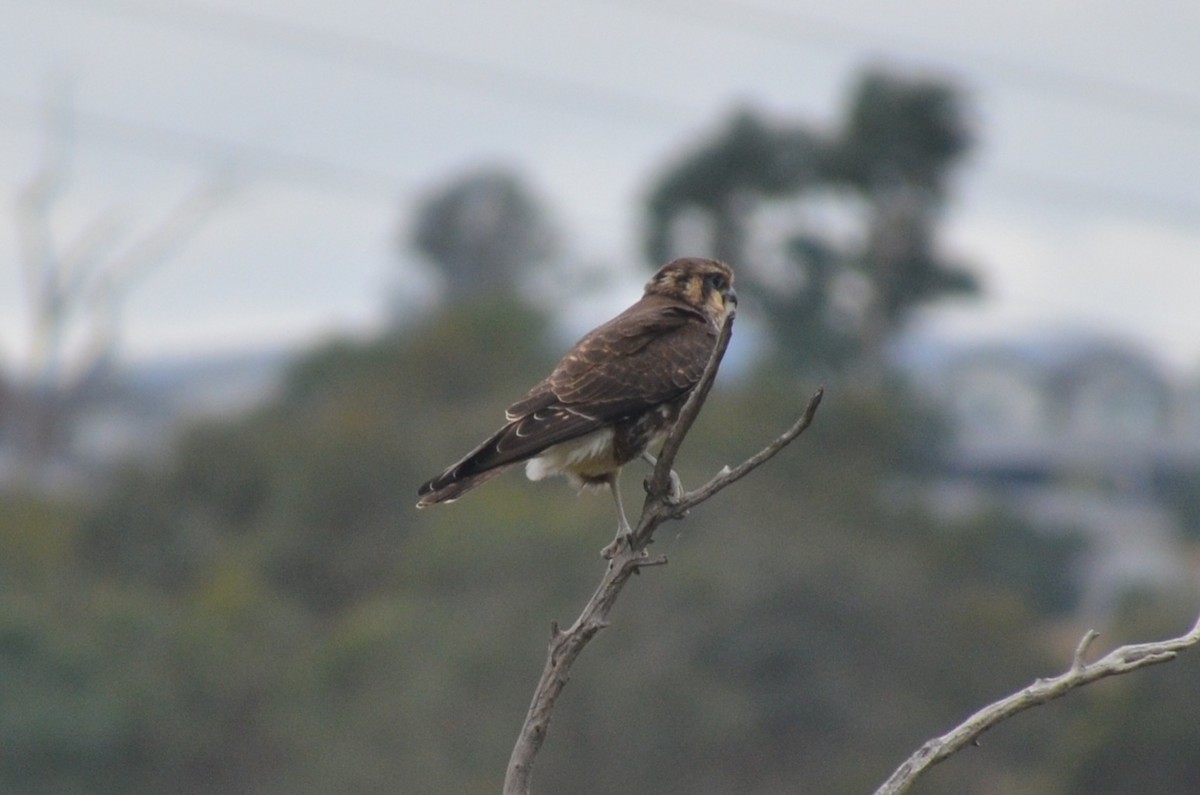 Brown Falcon - ML632889462