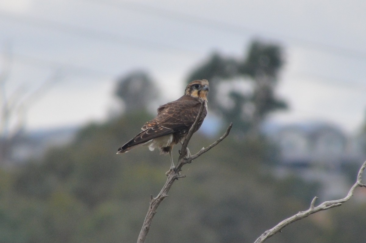 Brown Falcon - ML632889463