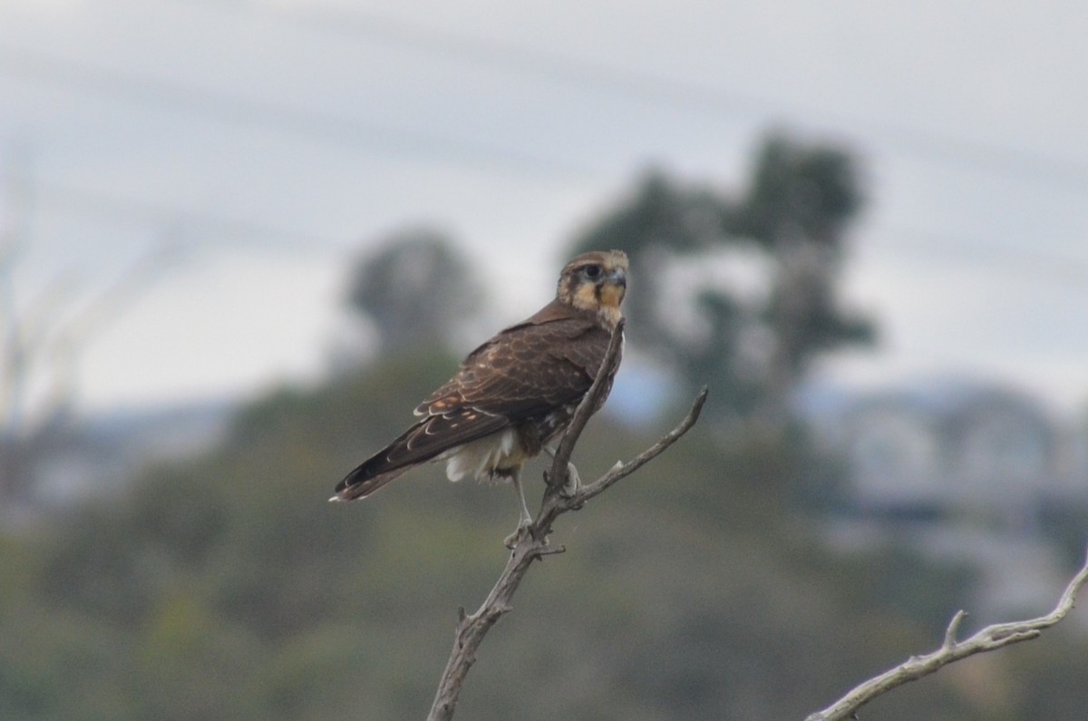Brown Falcon - ML632889464
