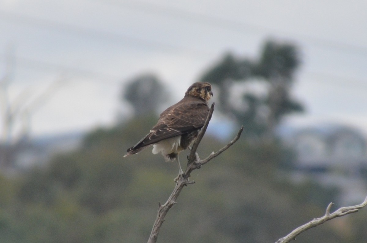 Brown Falcon - ML632889465