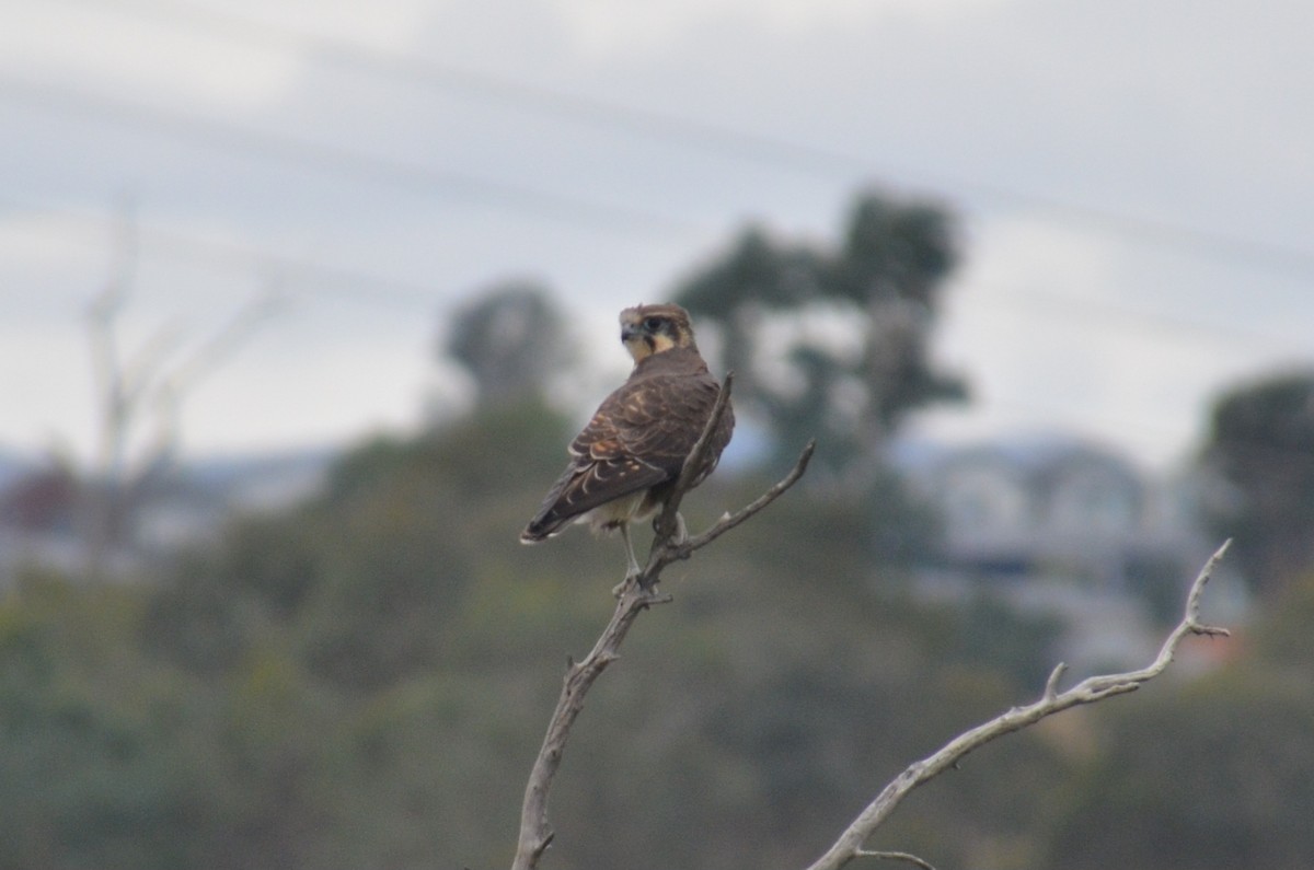 Brown Falcon - ML632889466