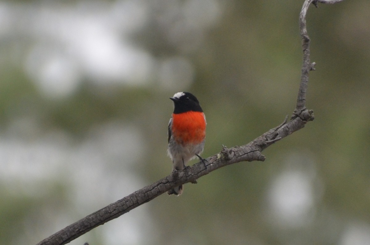 Scarlet Robin - ML632889468