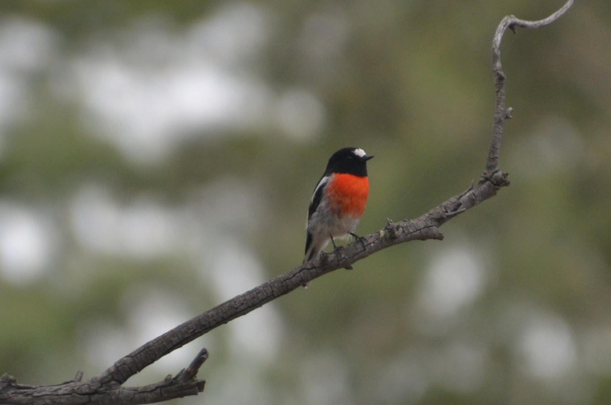 Scarlet Robin - ML632889469
