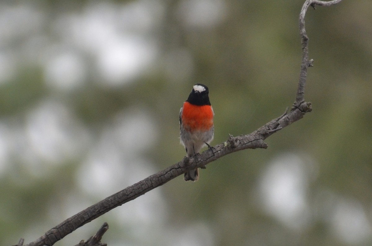 Scarlet Robin - ML632889470