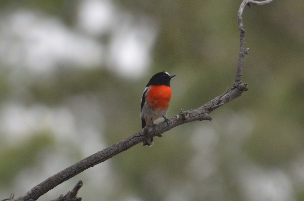 Scarlet Robin - ML632889471