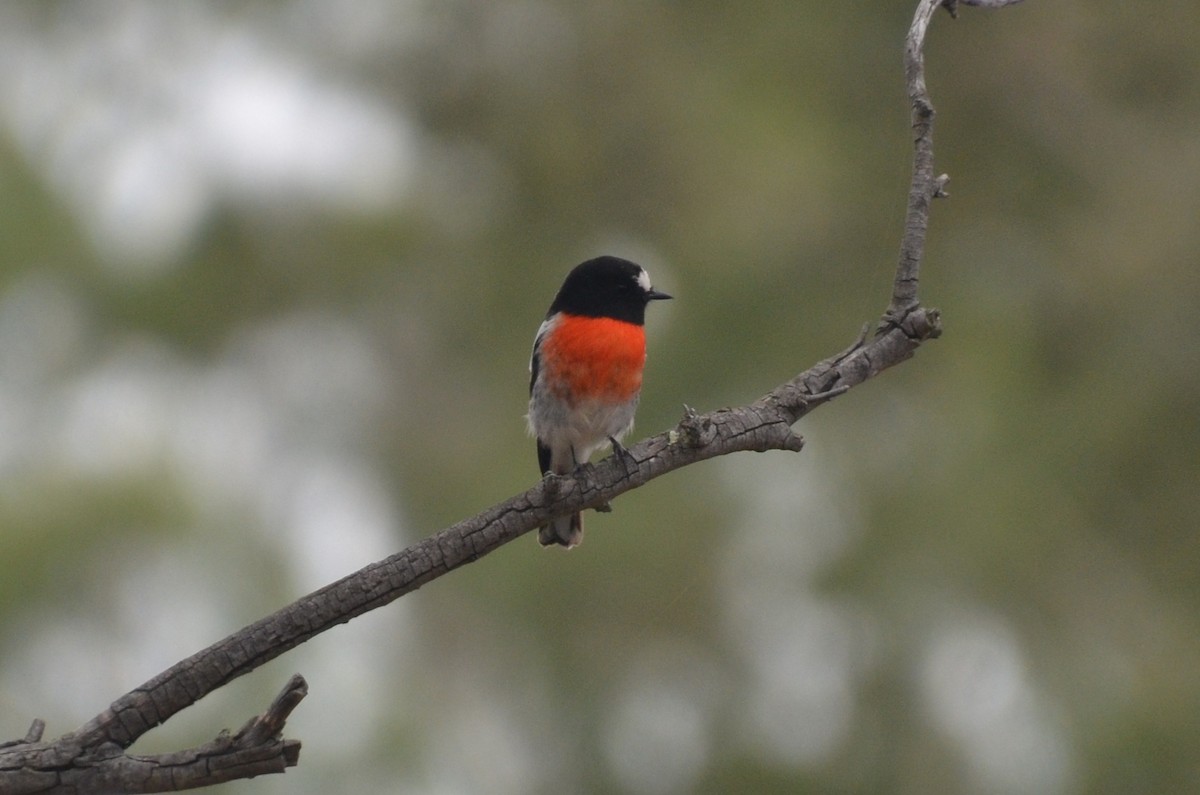 Scarlet Robin - ML632889472