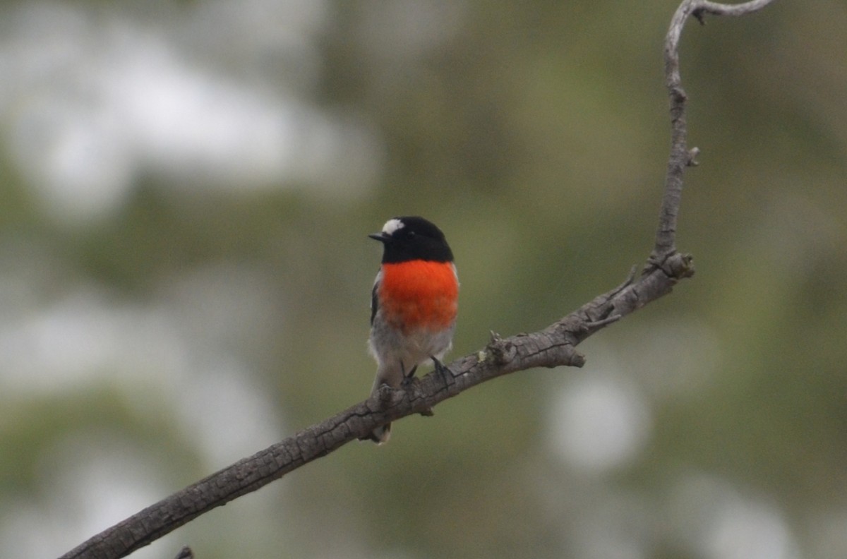 Scarlet Robin - ML632889473