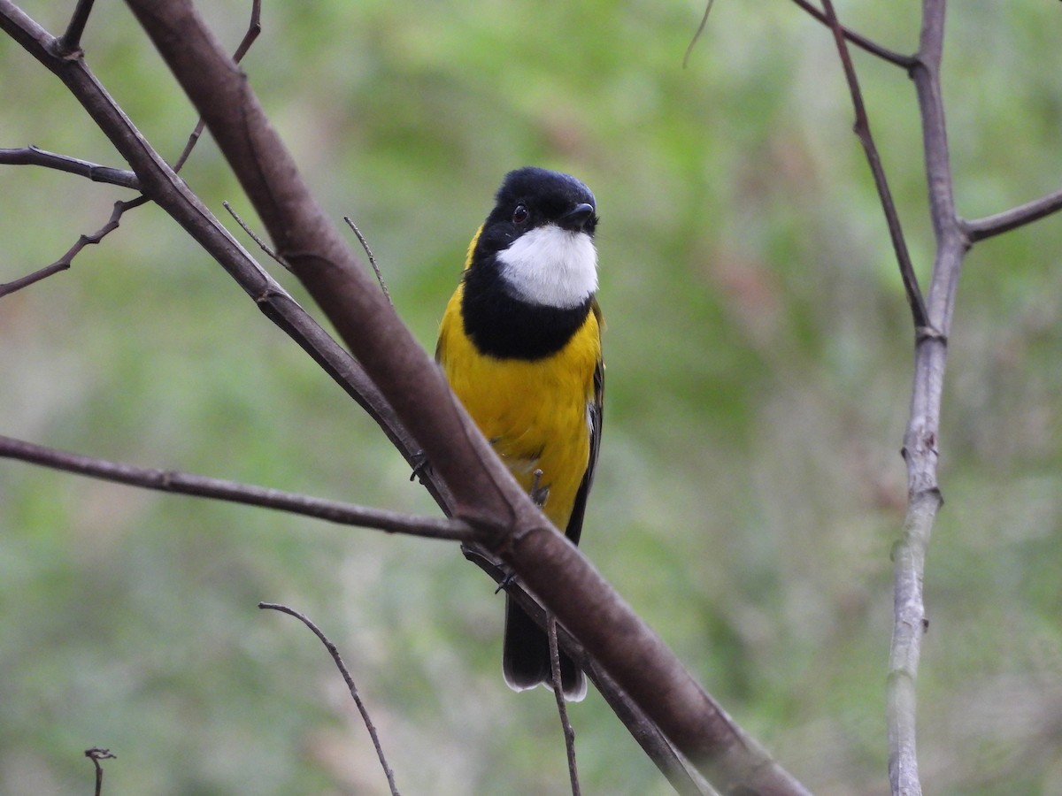 Golden Whistler (Eastern) - ML632889639