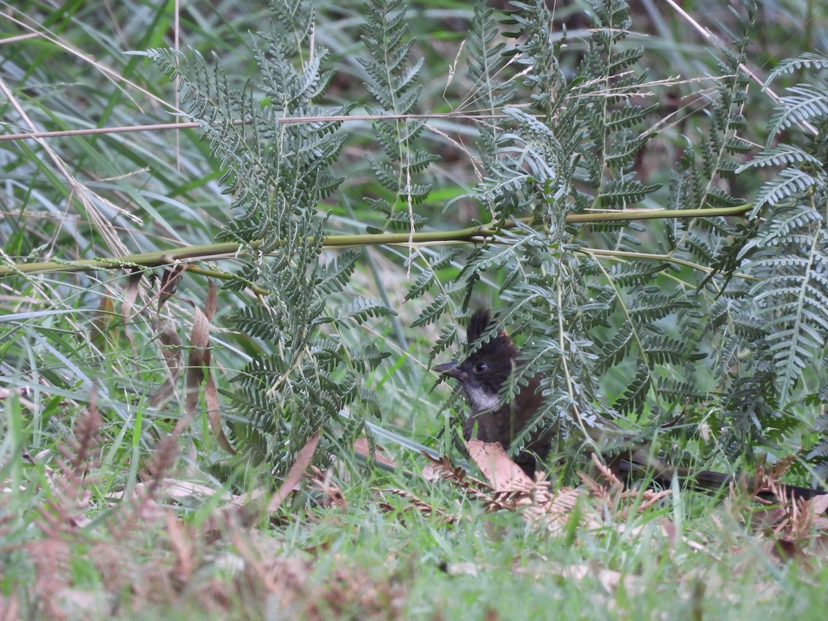 Eastern Whipbird - ML632889641