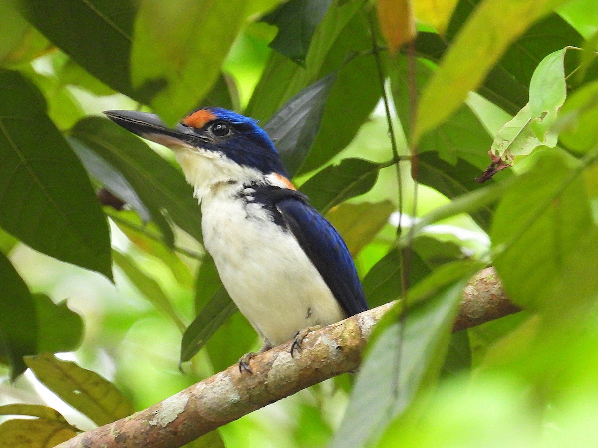 Rufous-lored Kingfisher - ML632889692