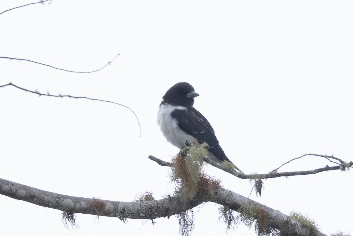 Great Woodswallow - ML632889716