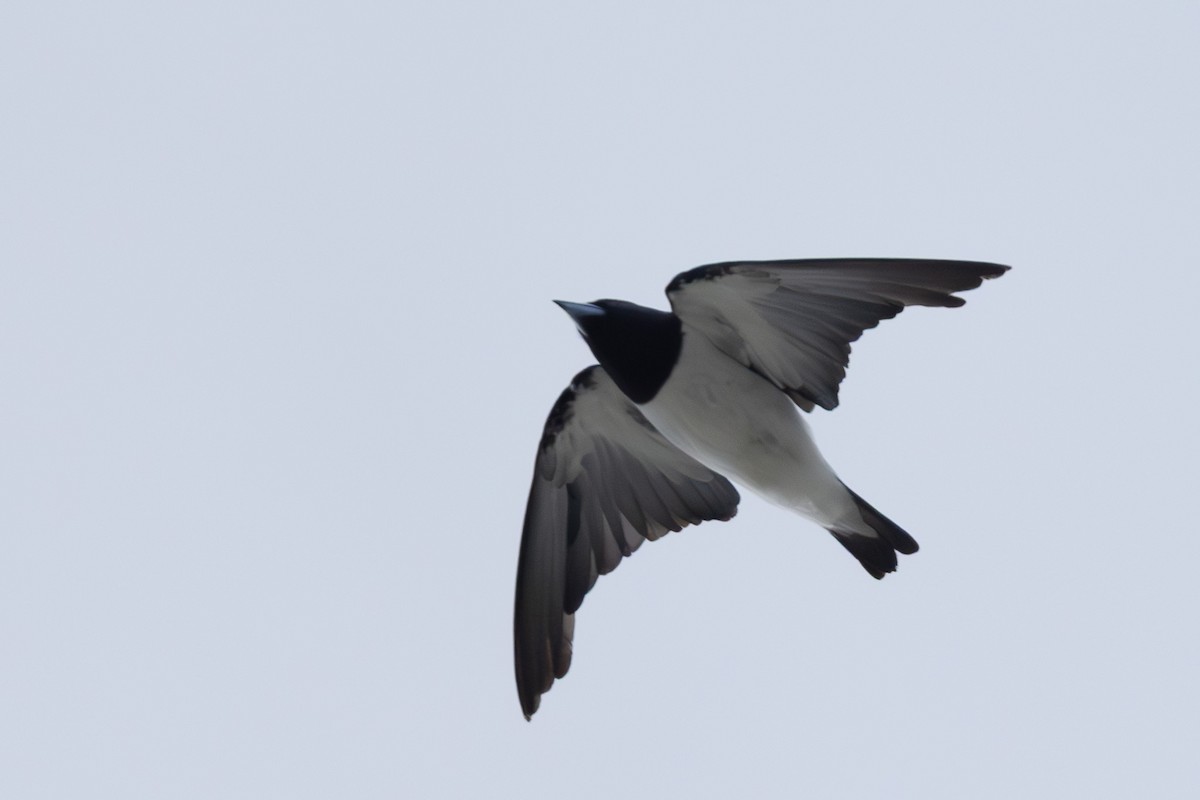 Great Woodswallow - ML632889723