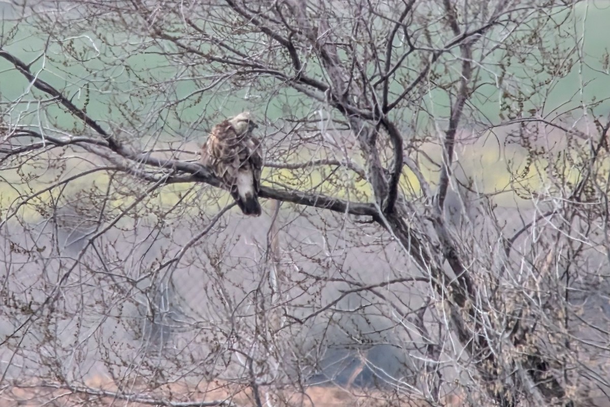 Rough-legged Hawk - ML632889733