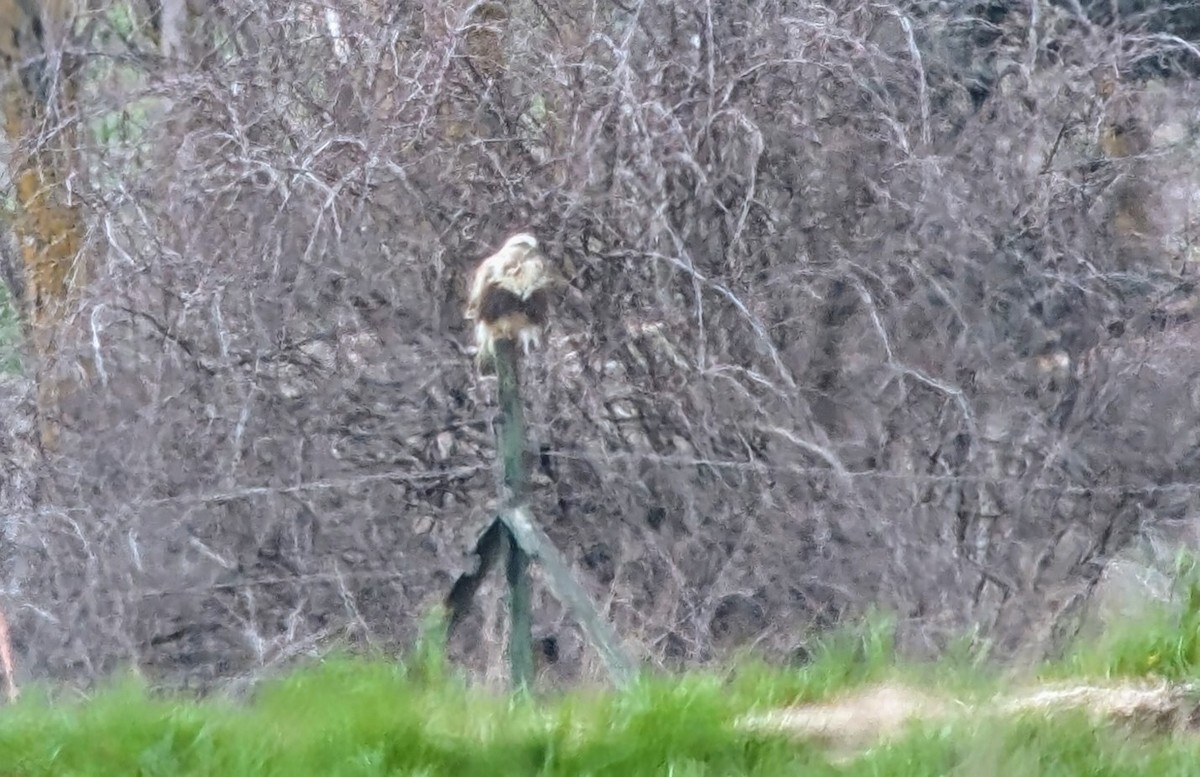 Rough-legged Hawk - ML632889734