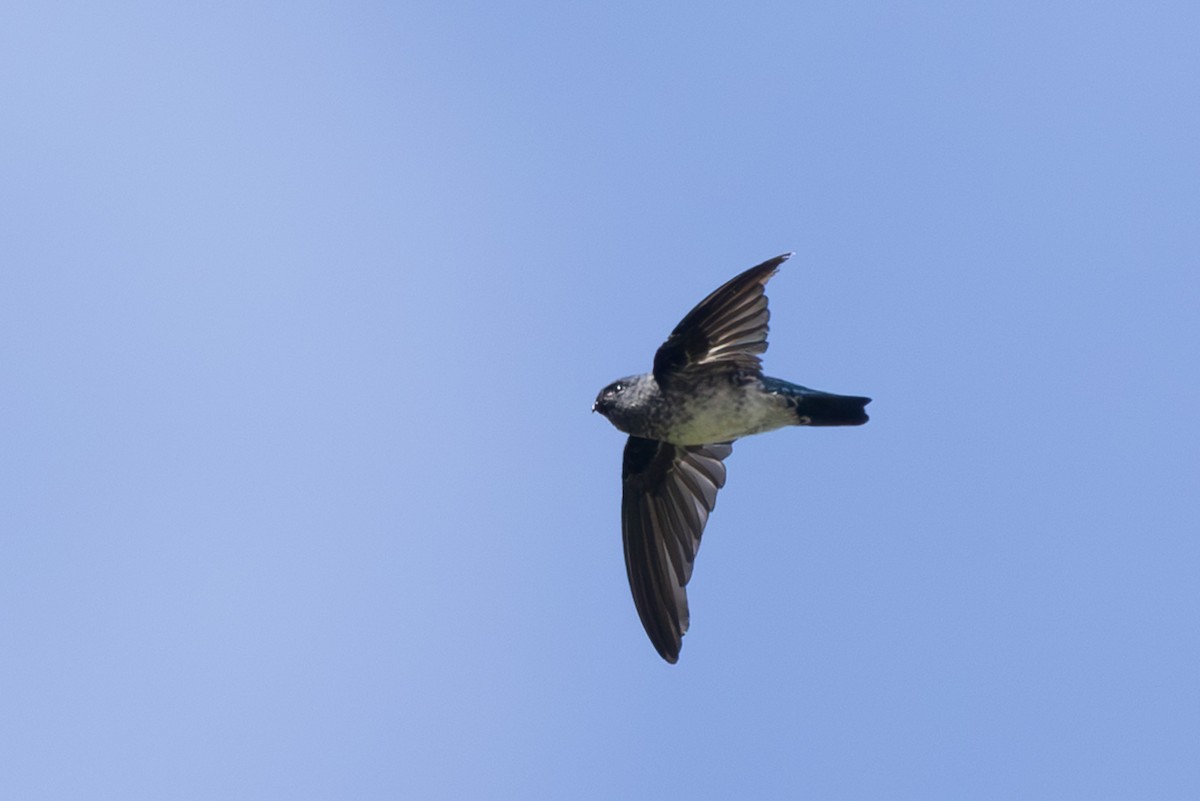 Glossy Swiftlet - ML632889739