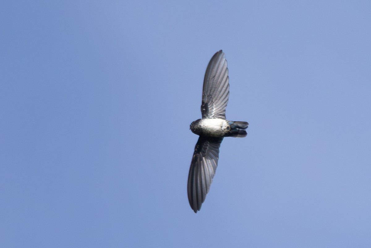 Glossy Swiftlet - ML632889741