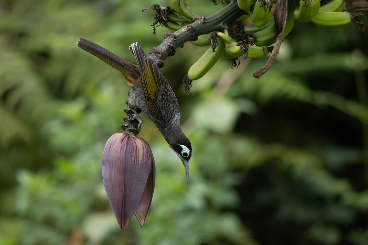 Yellow-browed Melidectes - ML632889784