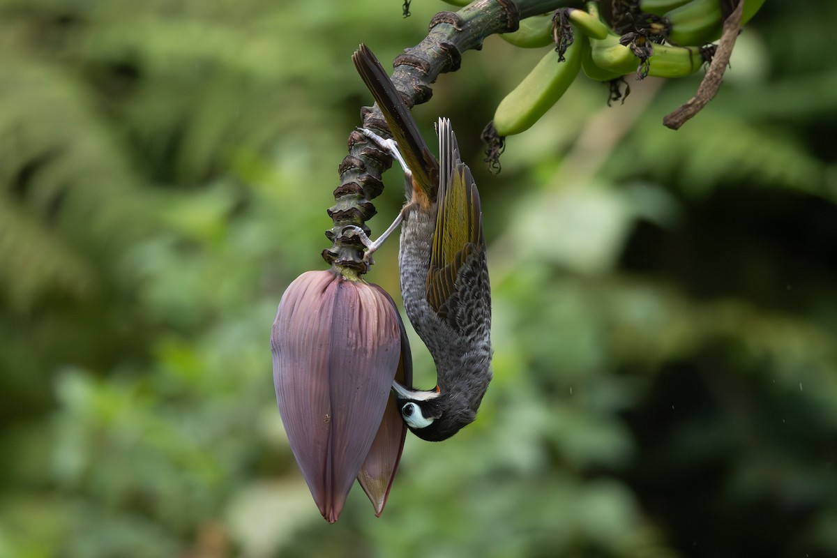 Yellow-browed Melidectes - ML632889785