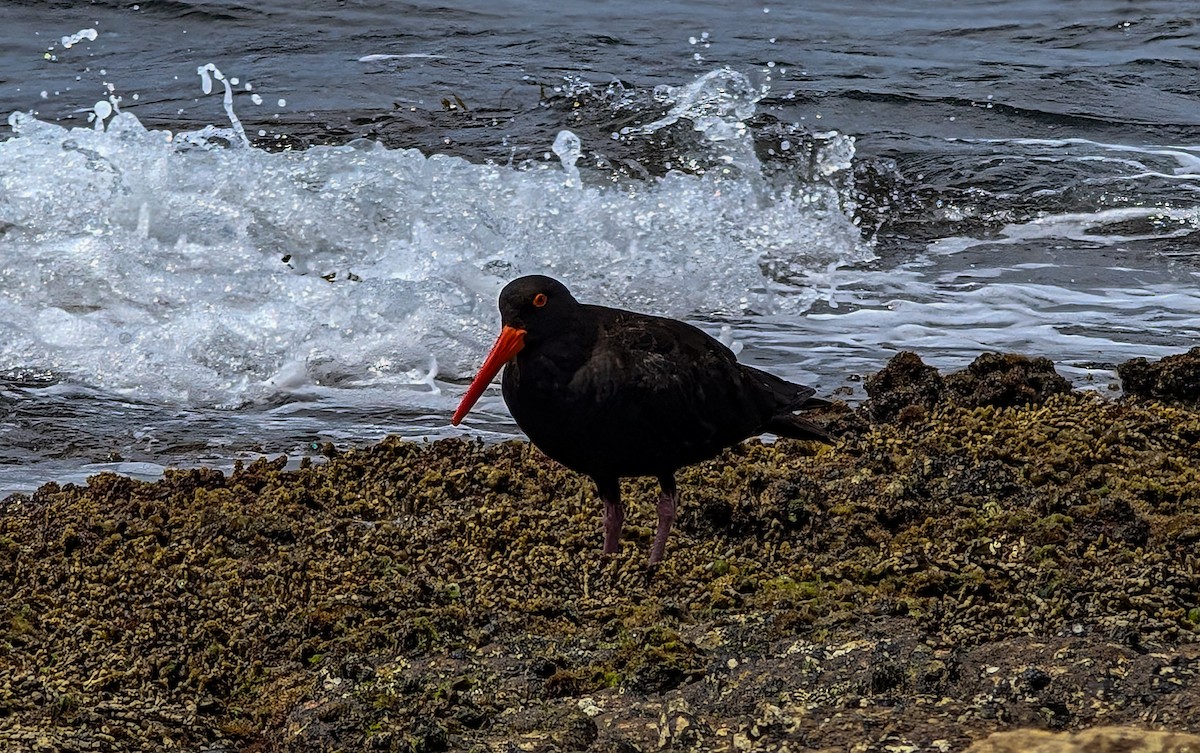 Sooty Oystercatcher - ML632889799