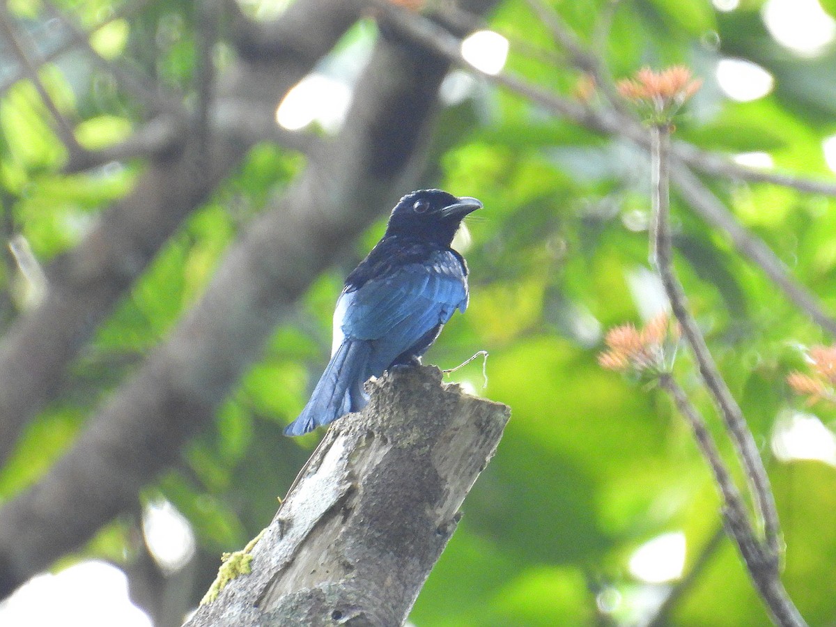 Short-tailed Drongo - ML632889802