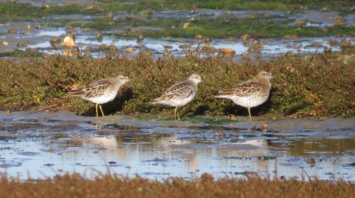Spitzschwanz-Strandläufer - ML632889806