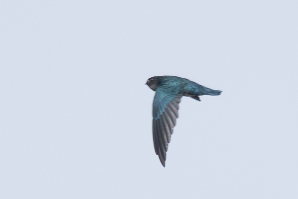 Glossy Swiftlet - ML632889808
