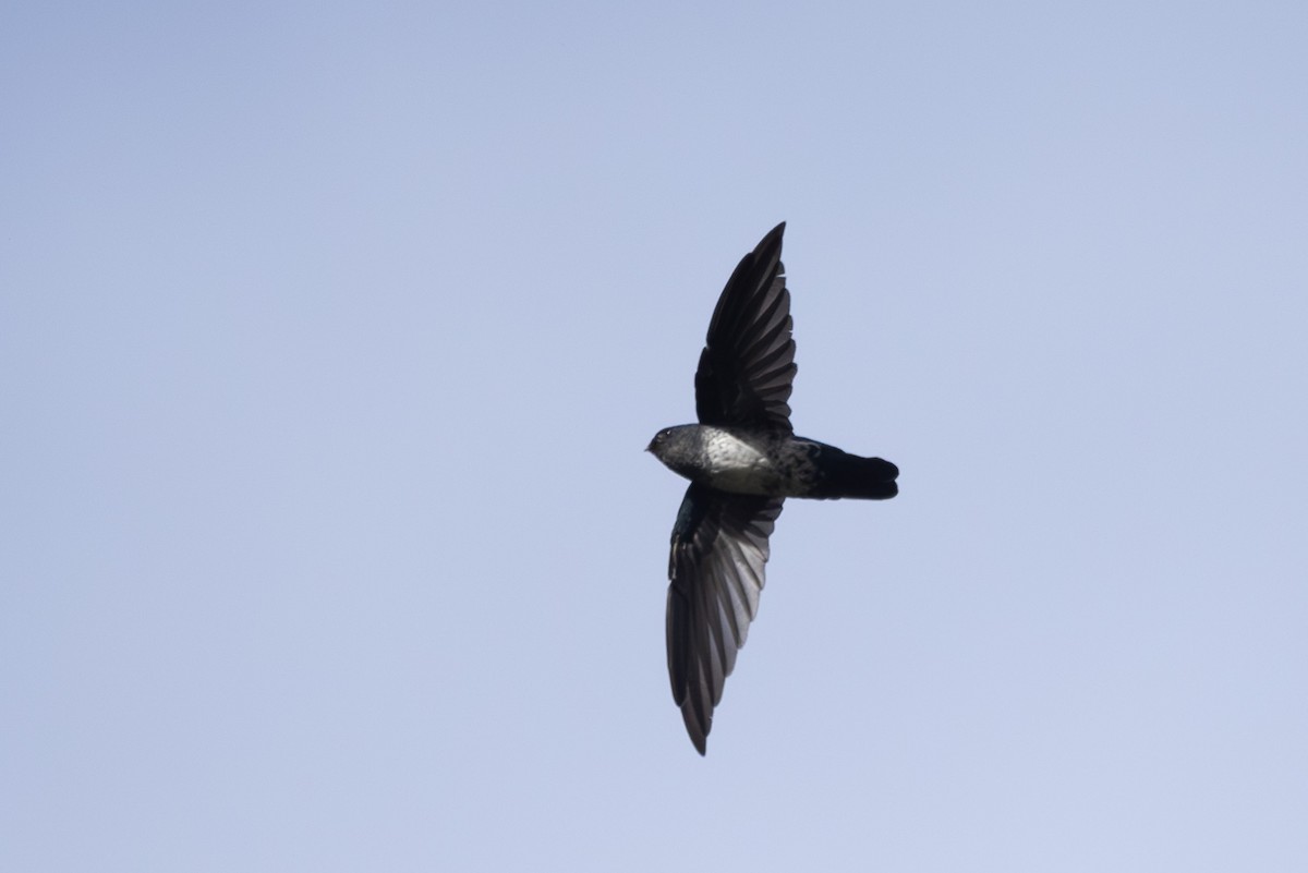 Glossy Swiftlet - ML632889809