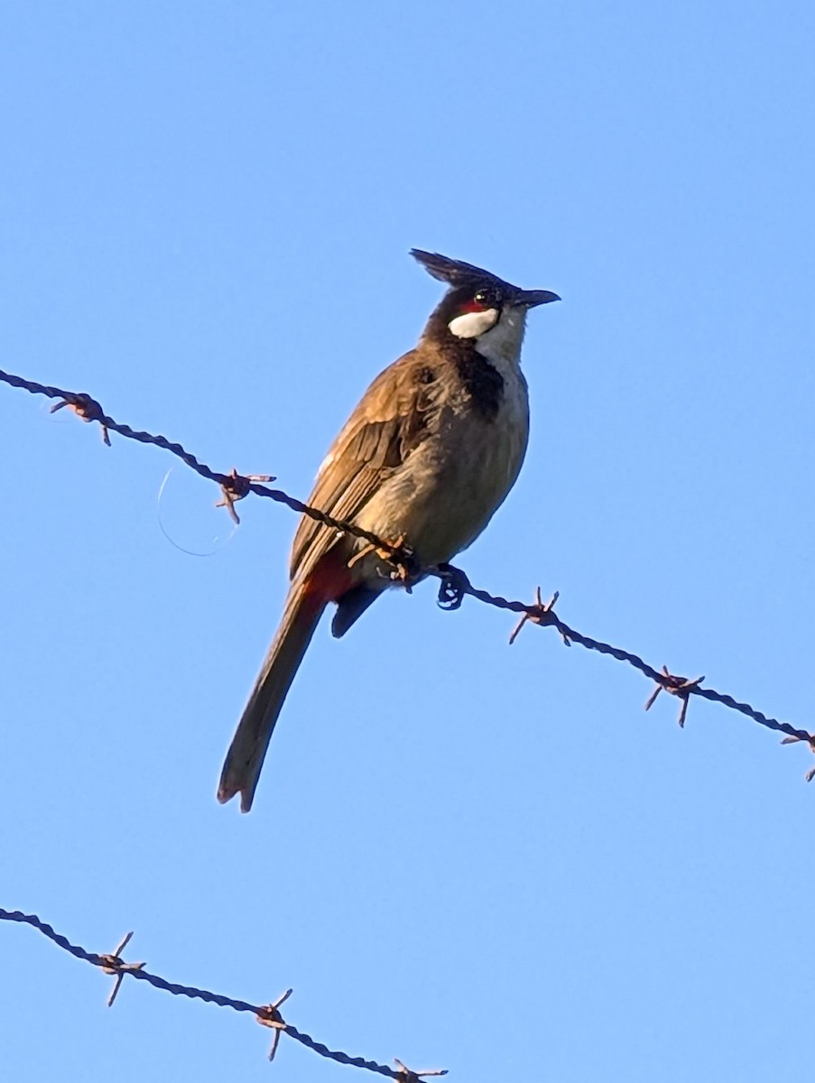 Red-whiskered Bulbul - ML632889811