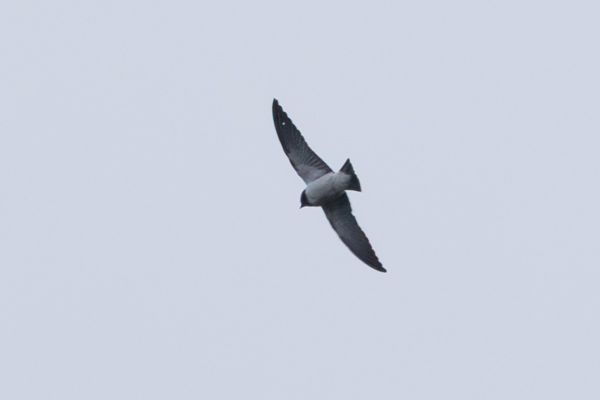 Great Woodswallow - ML632889817