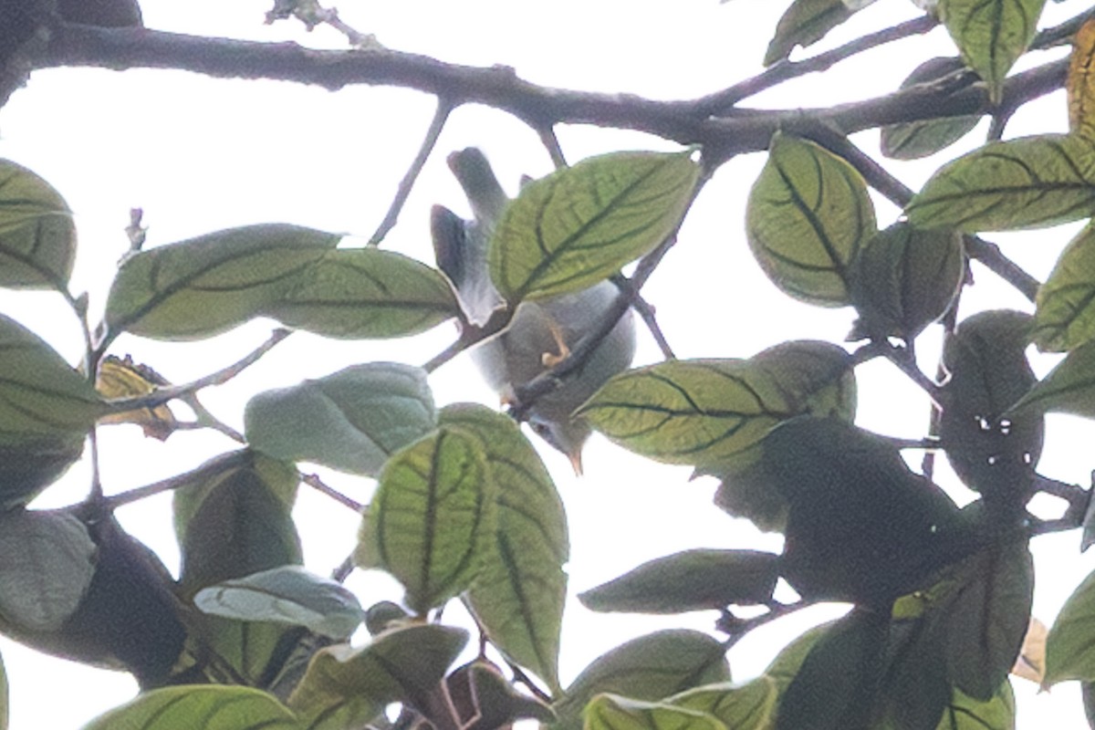 Gray Thornbill - ML632889835