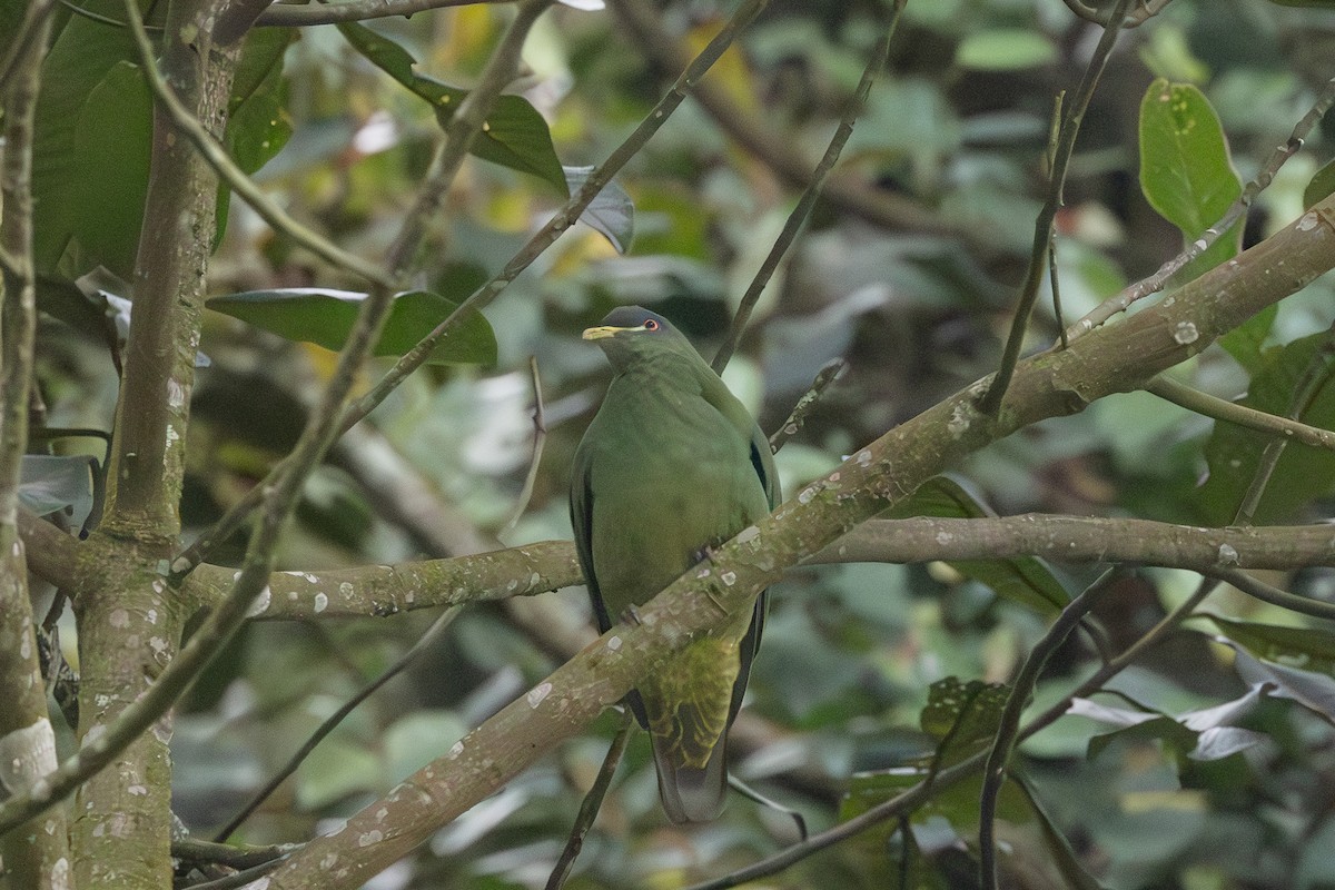 White-breasted Fruit-Dove - ML632889870