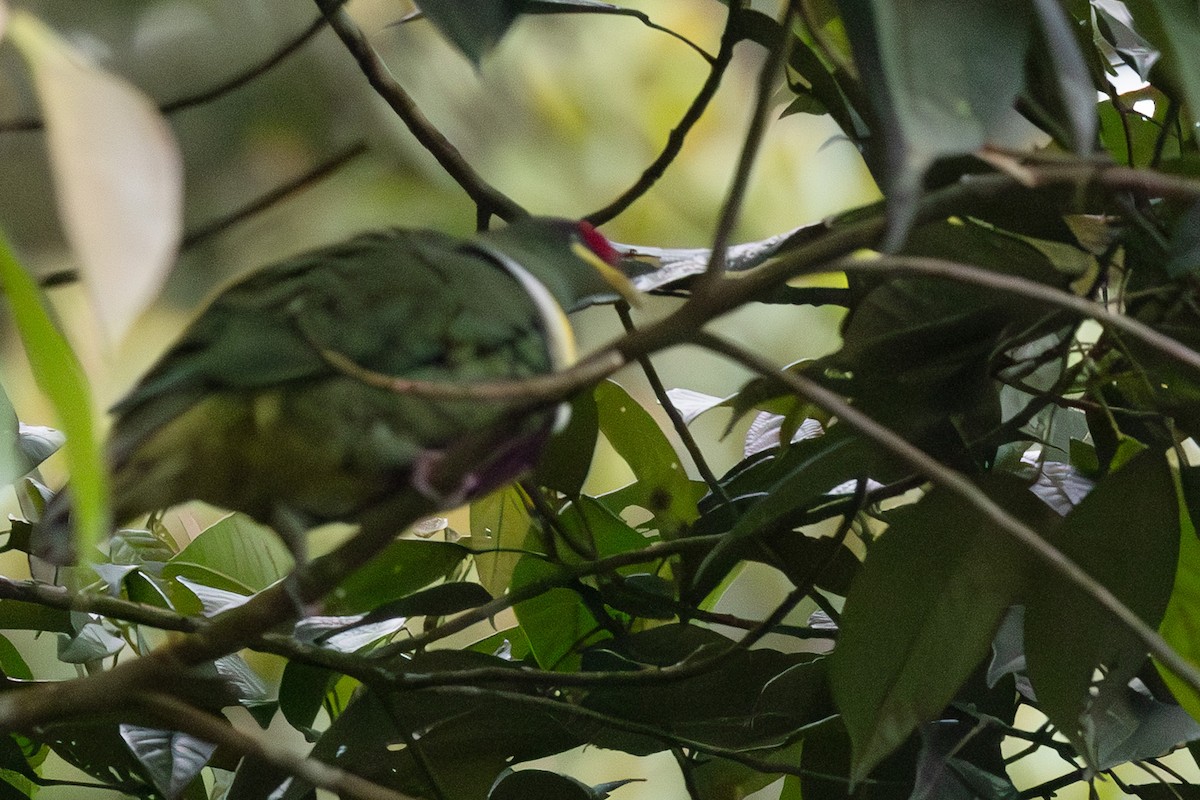 White-breasted Fruit-Dove - ML632889874