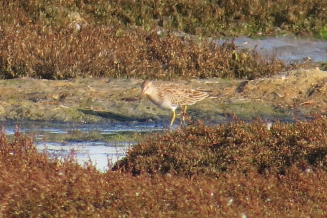 Graubrust-Strandläufer - ML632889883