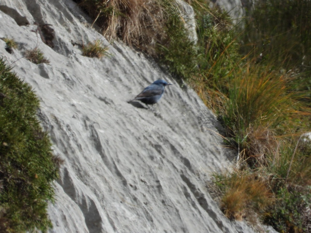 Blue Rock-Thrush - ML632889884