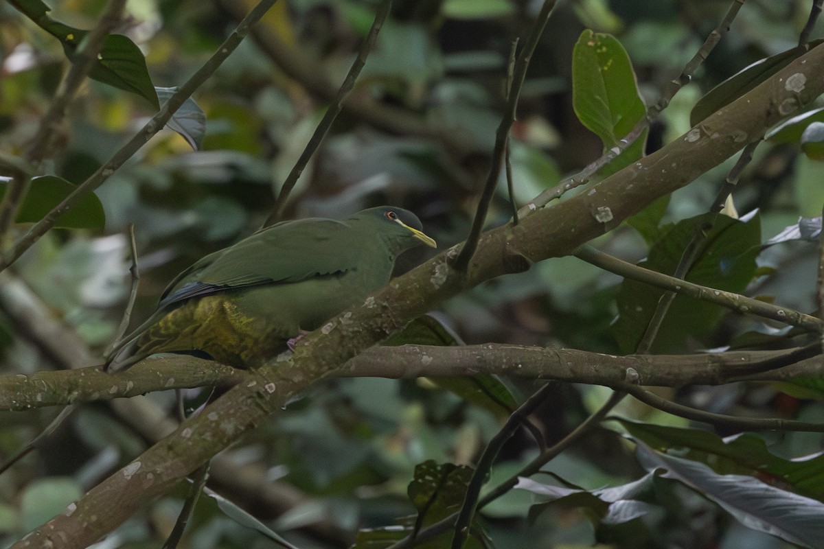 White-breasted Fruit-Dove - ML632889888