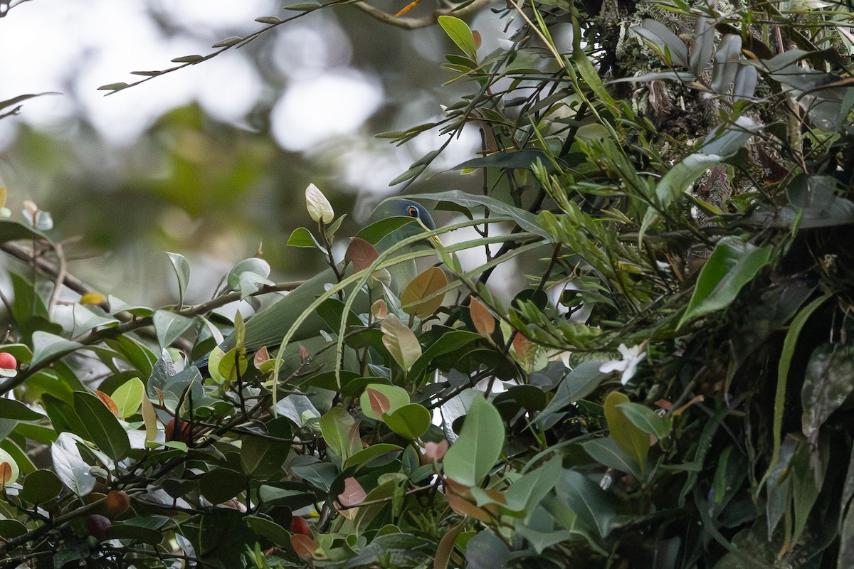 White-breasted Fruit-Dove - ML632889956