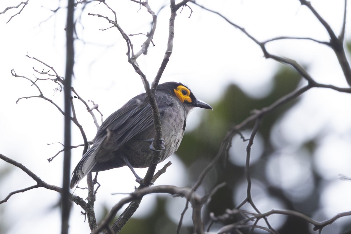 Smoky Honeyeater - ML632889982