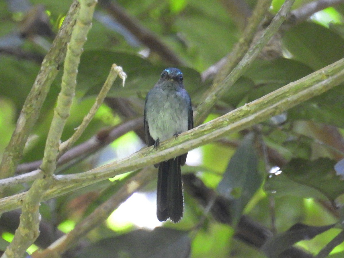 Visayan Blue-Fantail - ML632890004