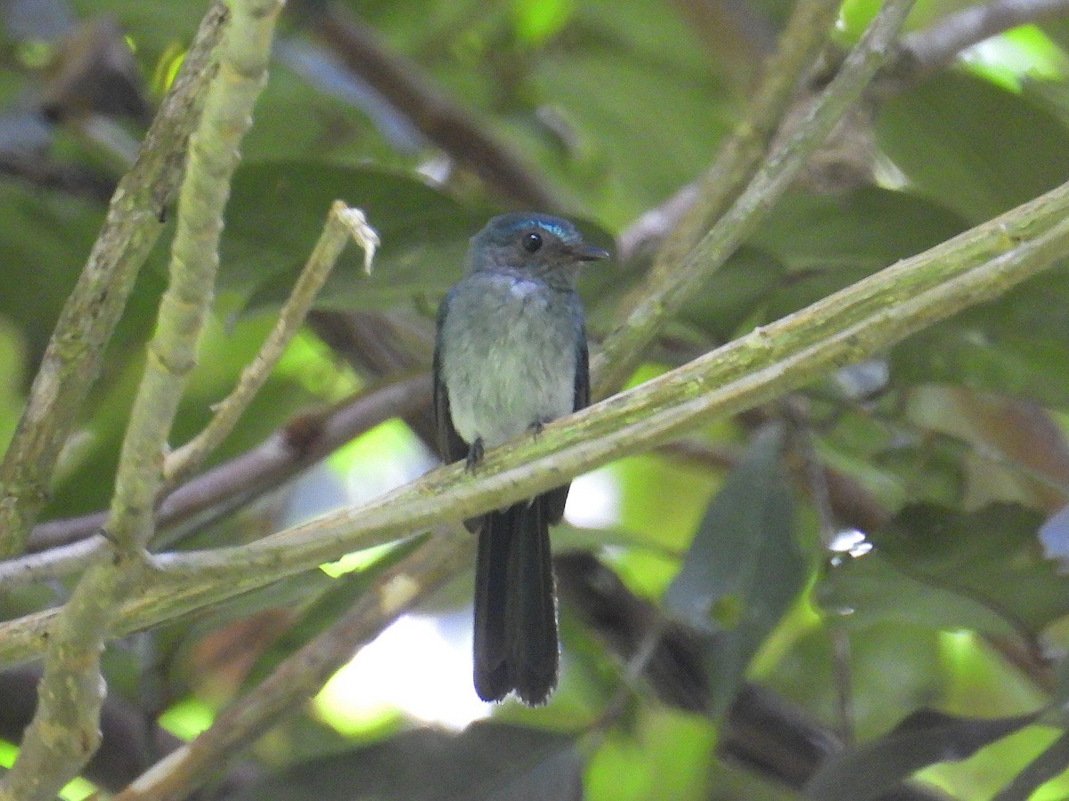Visayan Blue-Fantail - ML632890005