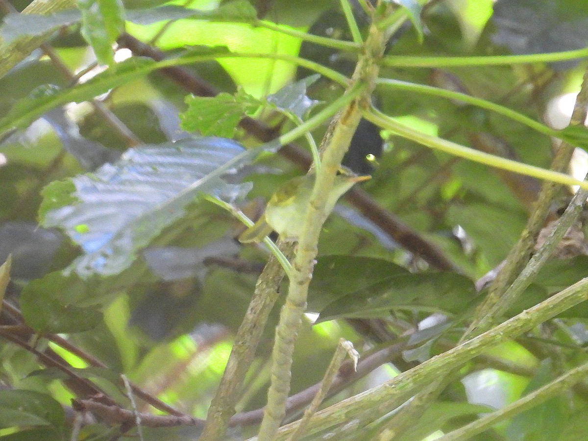 Philippine Leaf Warbler - ML632890010