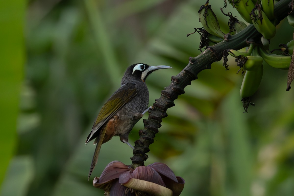 Yellow-browed Melidectes - ML632890015
