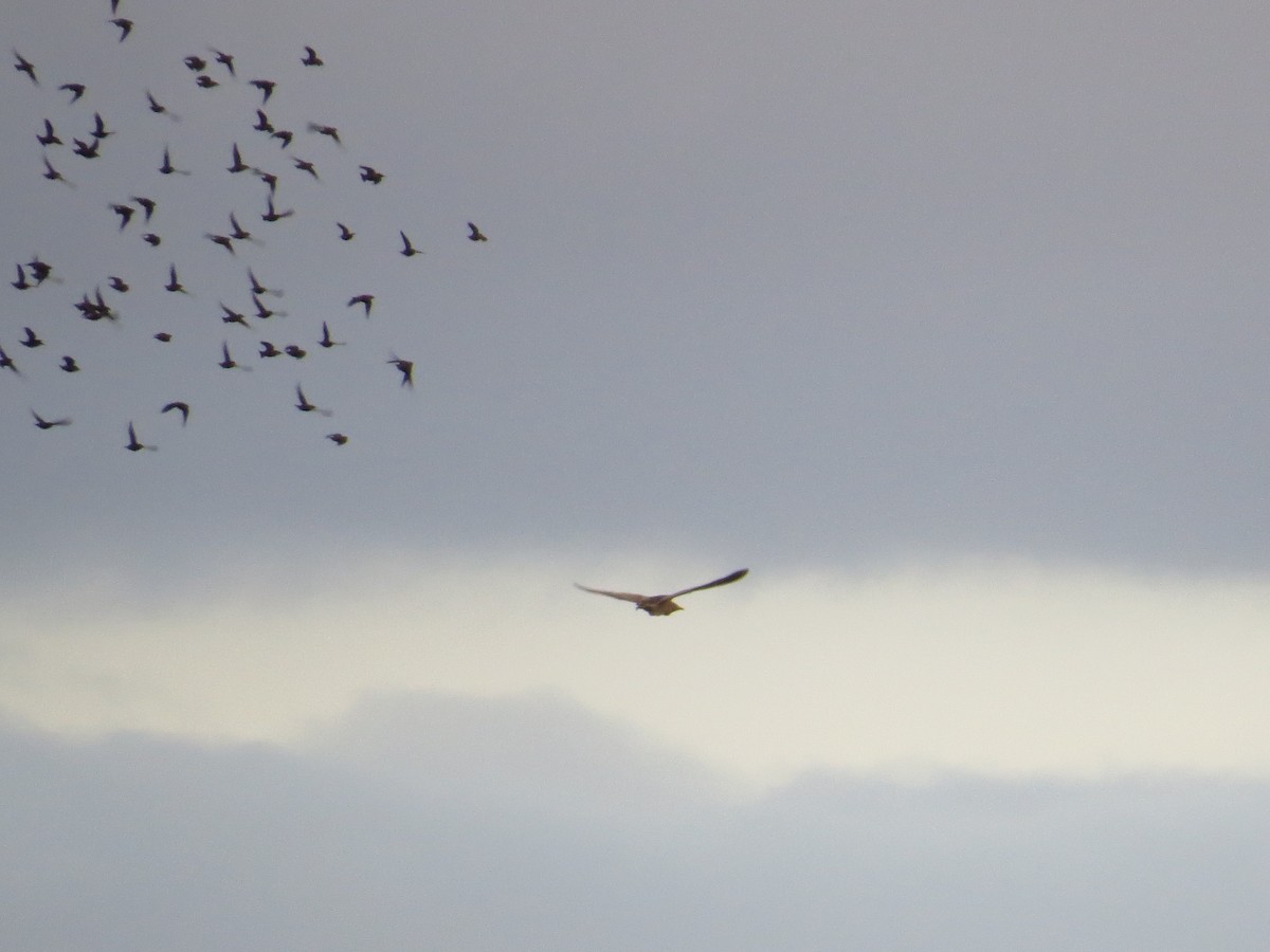 Braunbart-Rohrdommel - ML632890060