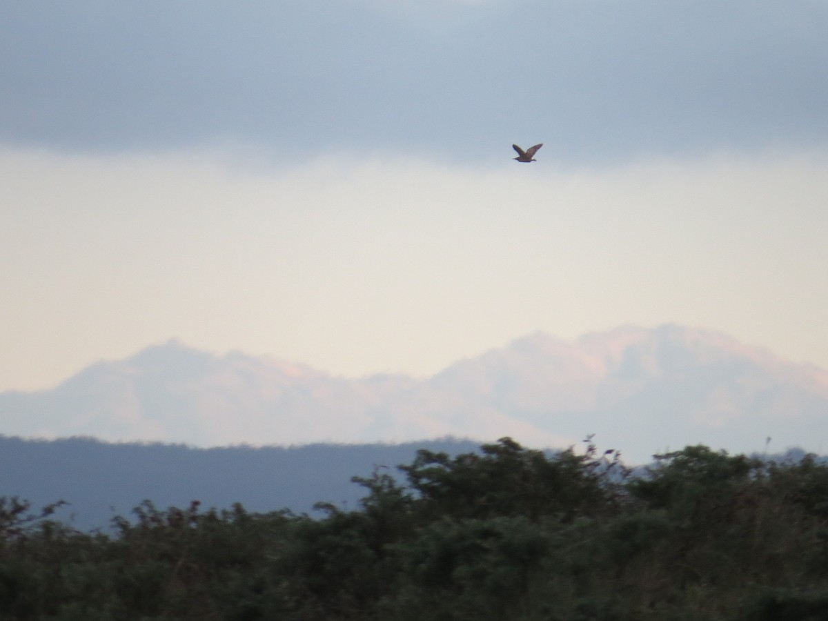 Braunbart-Rohrdommel - ML632890064