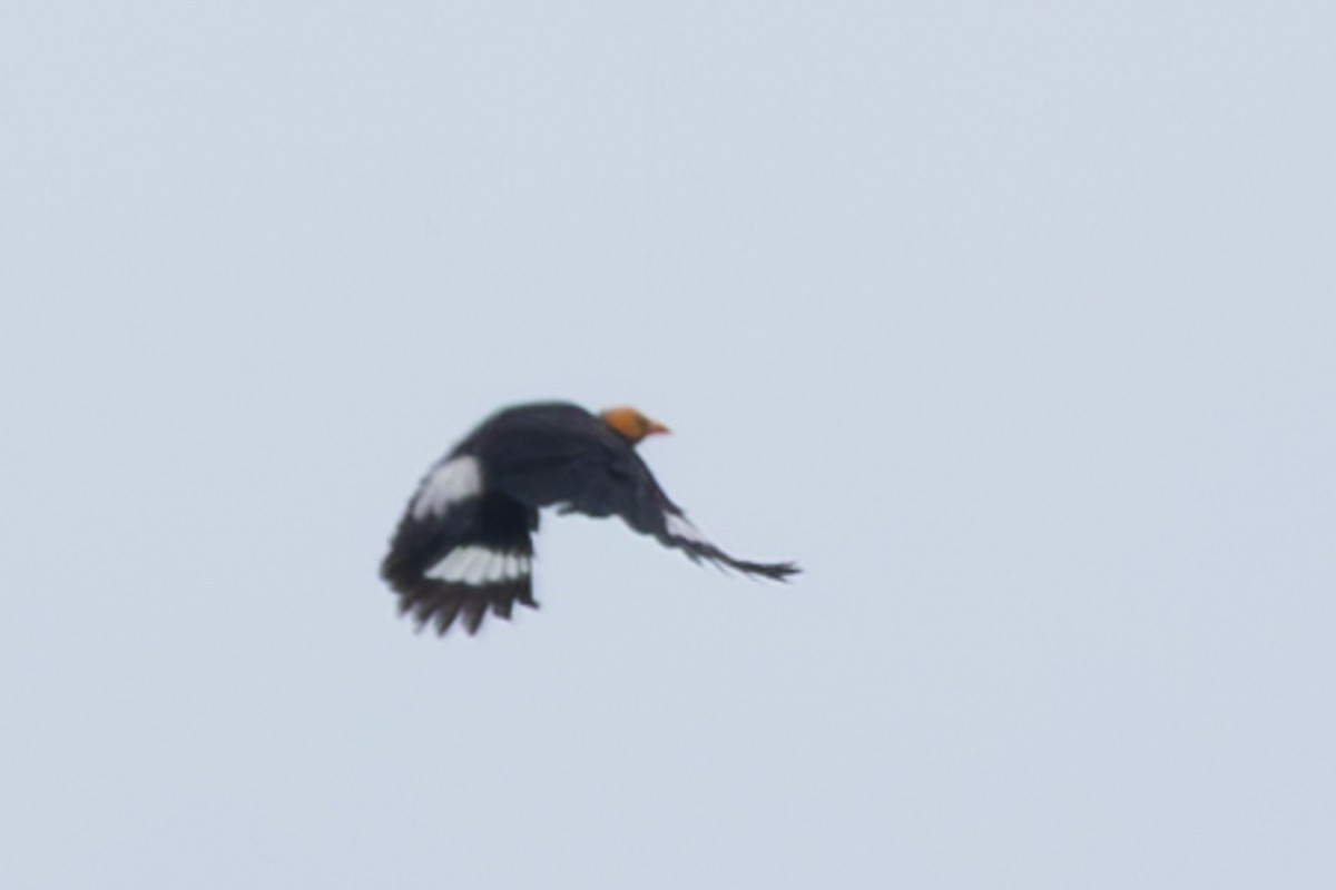 Yellow-faced Myna - ML632890088