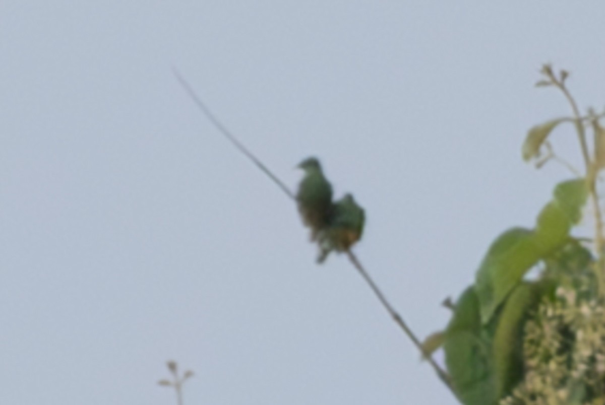Orange-bellied Fruit-Dove - ML632890092