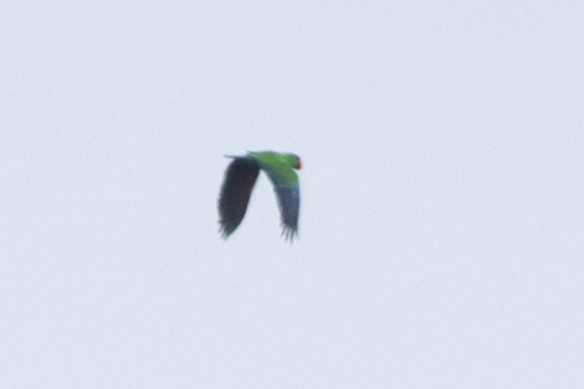 Papuan Eclectus - ML632890094