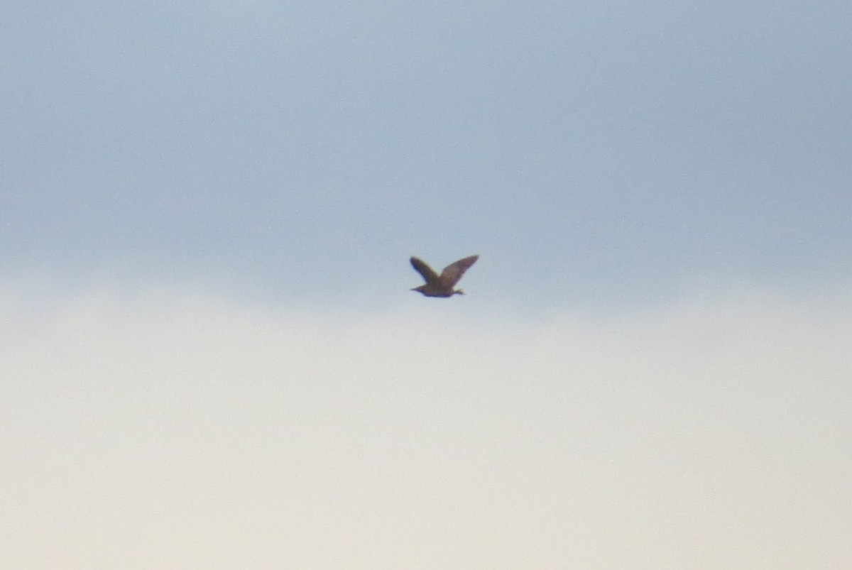 Braunbart-Rohrdommel - ML632890096