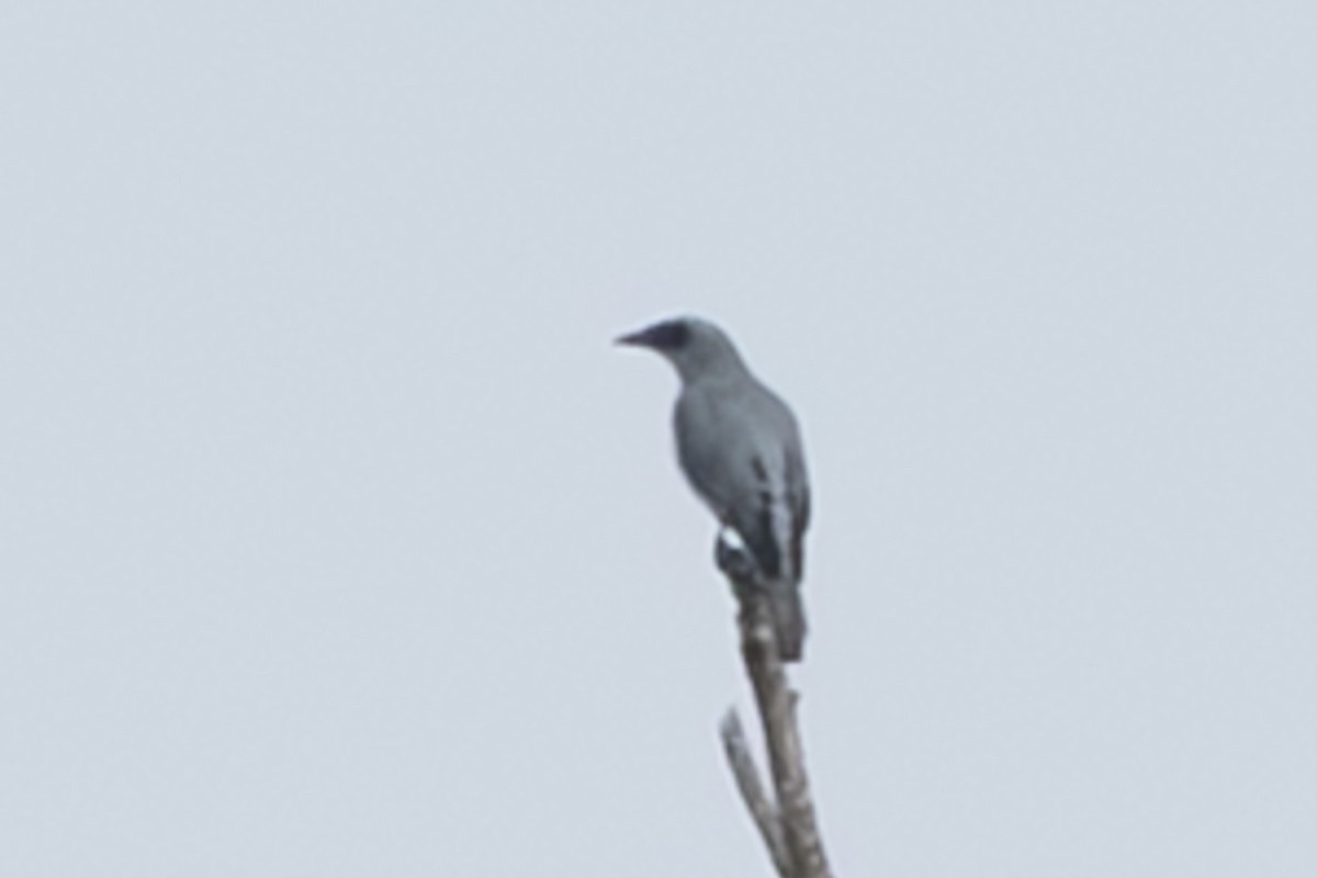 White-bellied Cuckooshrike - ML632890124