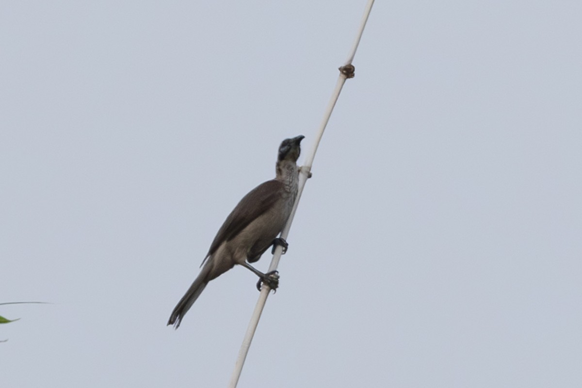 Little Friarbird - ML632890127